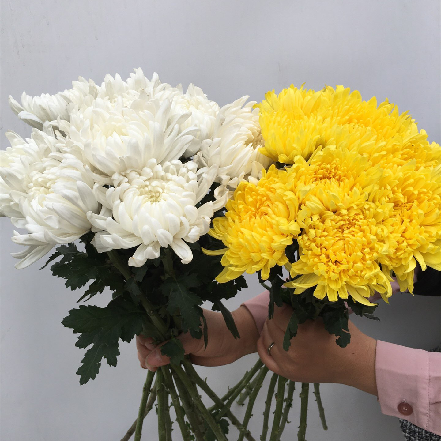 云南大白菊鲜切花 大黄菊鲜花基地直批清明祭祀祭奠扫墓 菊花真花