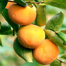 基地出售水果柿子树苗提供种植方法 大量批发水果柿子苗价格