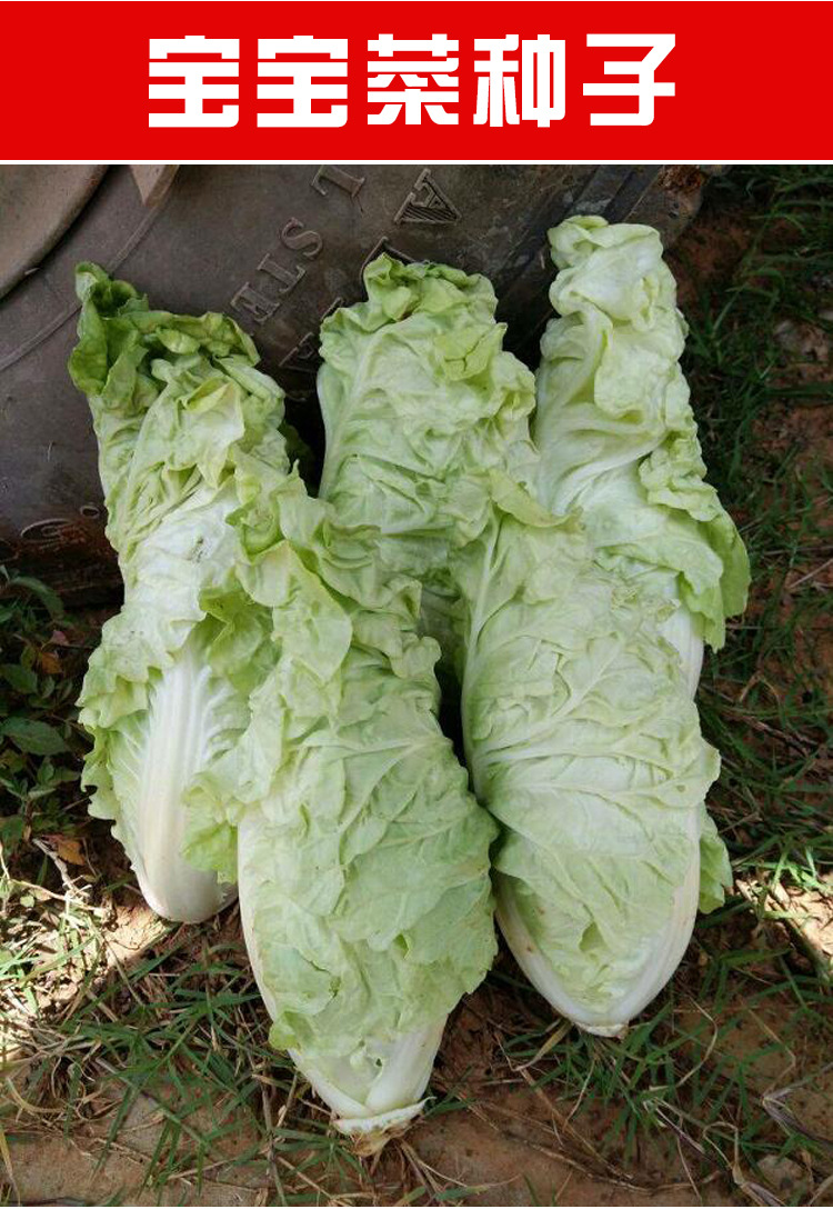 宝宝菜种子快菜娃娃菜早熟甜嫩耐热春季银丝王四季结球小白菜种籽