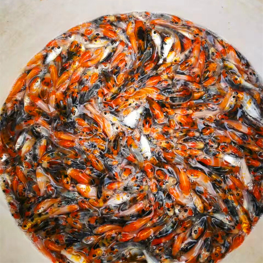 渔场直供批发锦鲤鱼苗入门小规格4~6cm规格普通一选锦鲤鱼苗