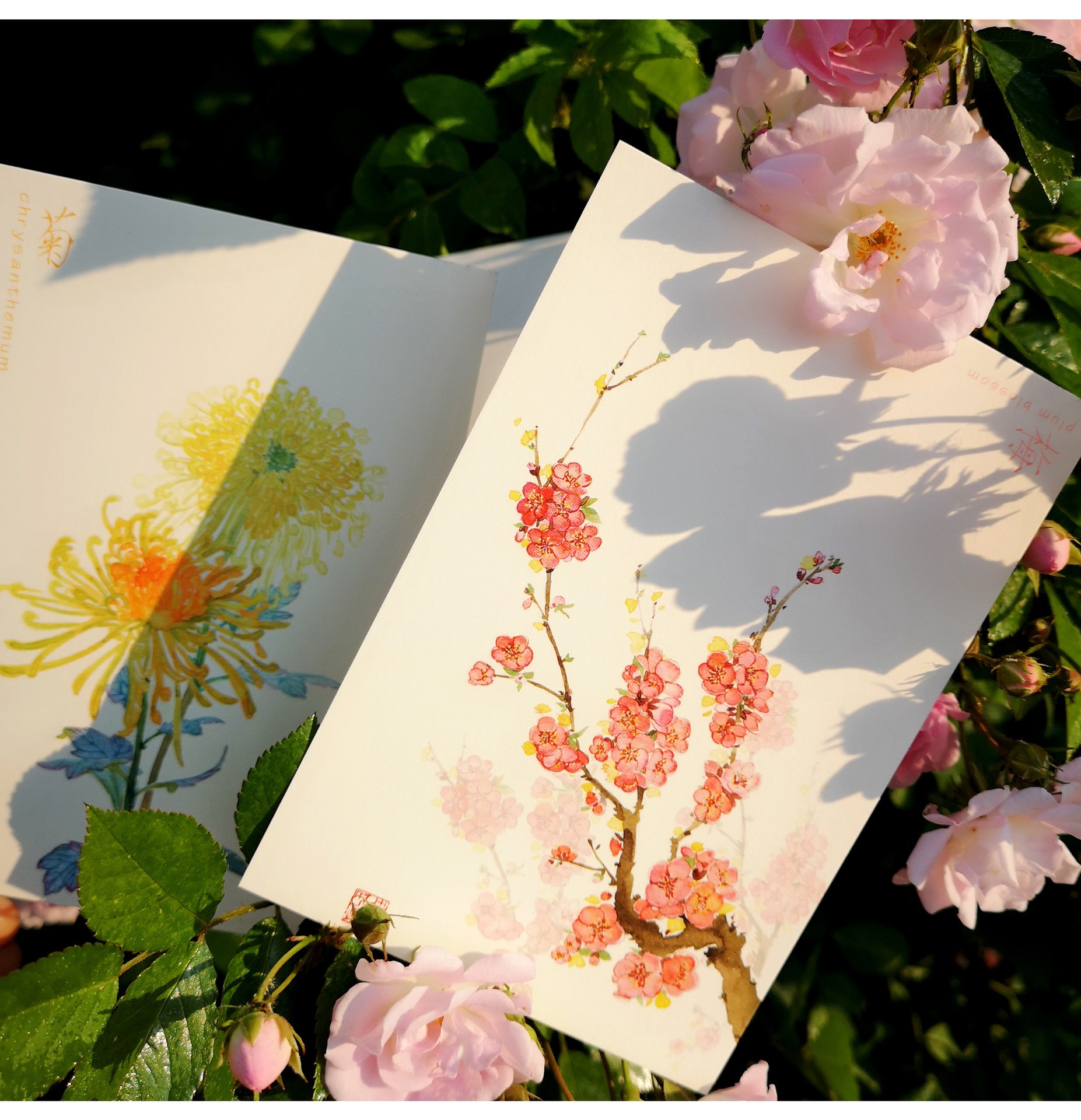 本心如荷原创手绘明信片梅兰竹菊风景特写礼盒包装1套4枚风格贺卡