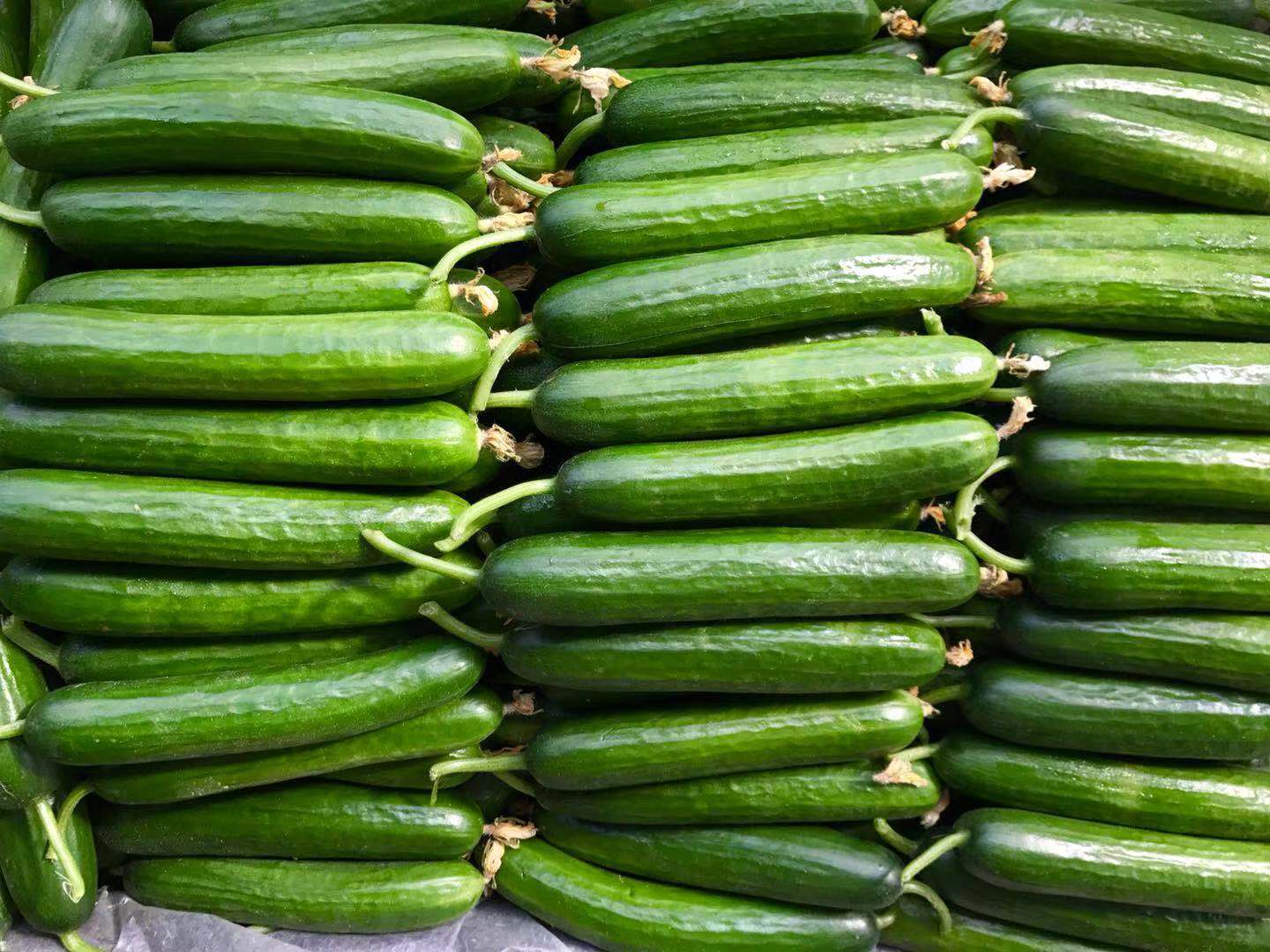 水果黄瓜新鲜小黄瓜,白玉黄瓜无刺 清脆爽口 甜黄瓜 五斤顺丰包邮