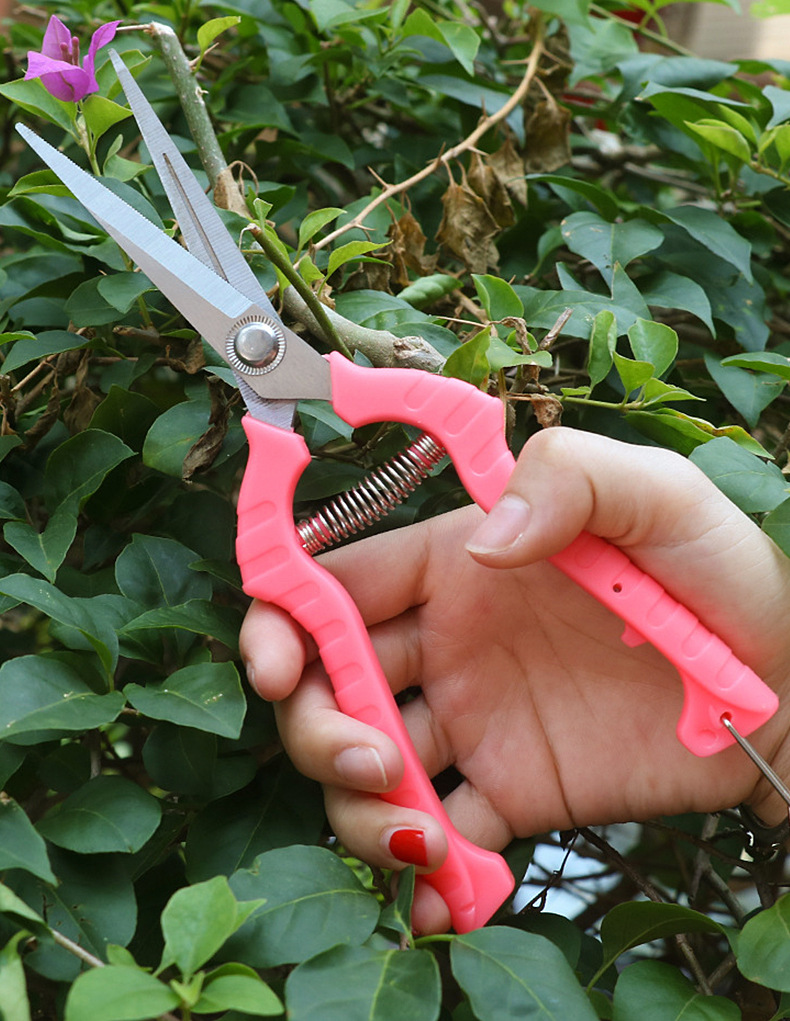 园林摘果剪葡萄稀果剪花椒修枝剪芽尖直头不锈钢采摘水果剪刀锋利