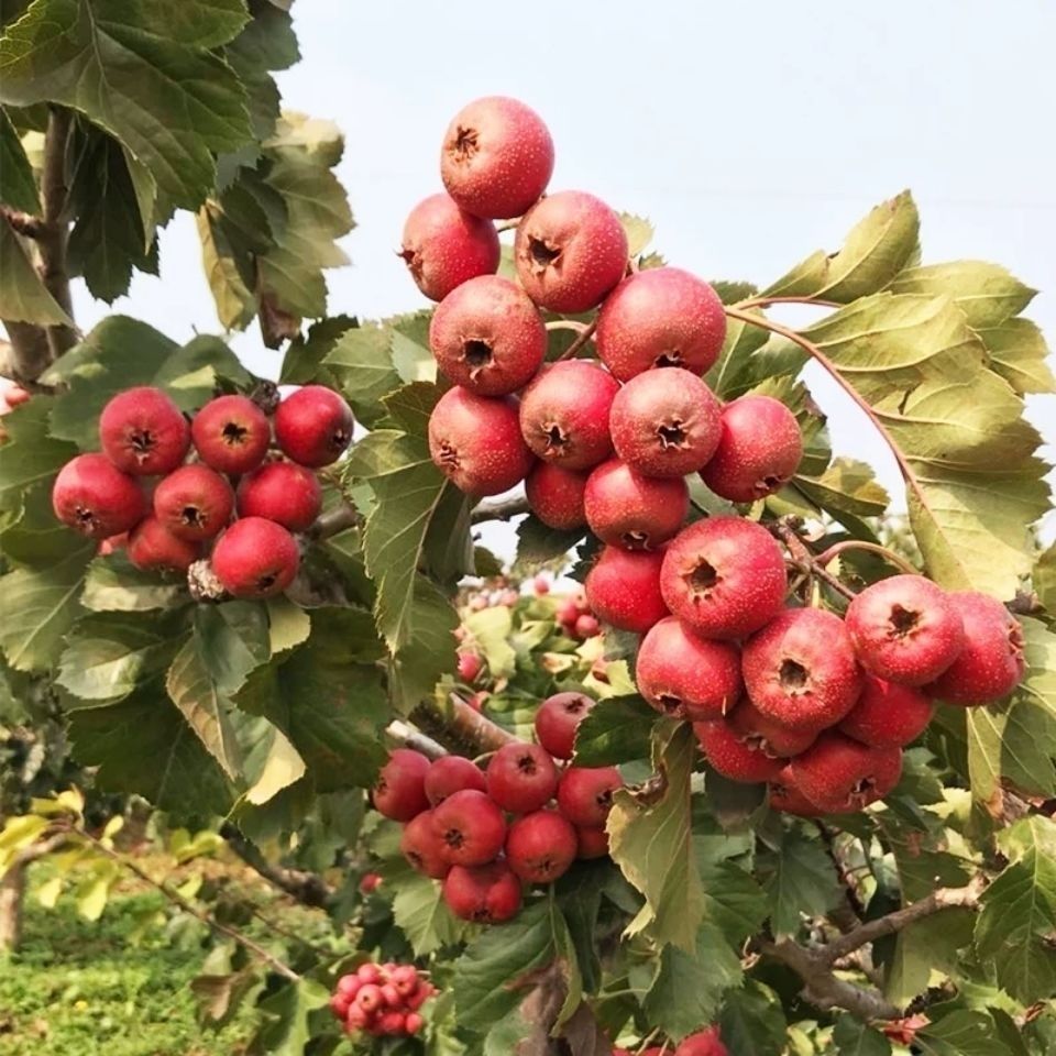 产地直销新鲜山楂果 山楂鲜山楂特大山里红水果糖葫芦