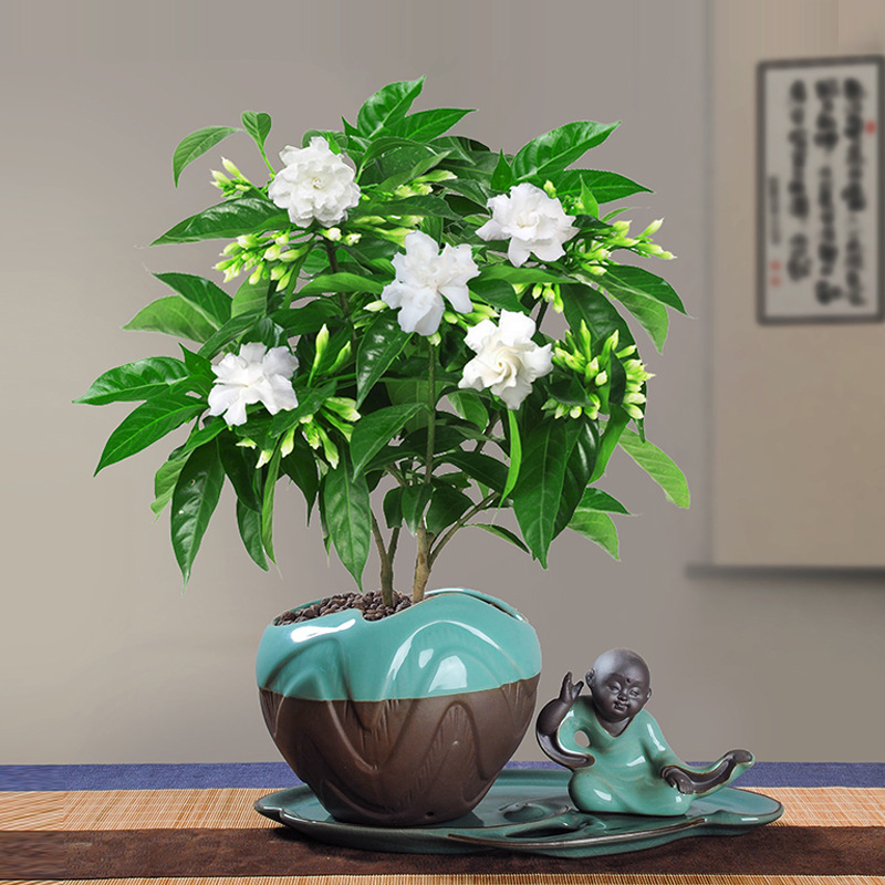 丁香花树苗花卉盆栽阳台好养室内花绿植室外四季开花不断易活植物