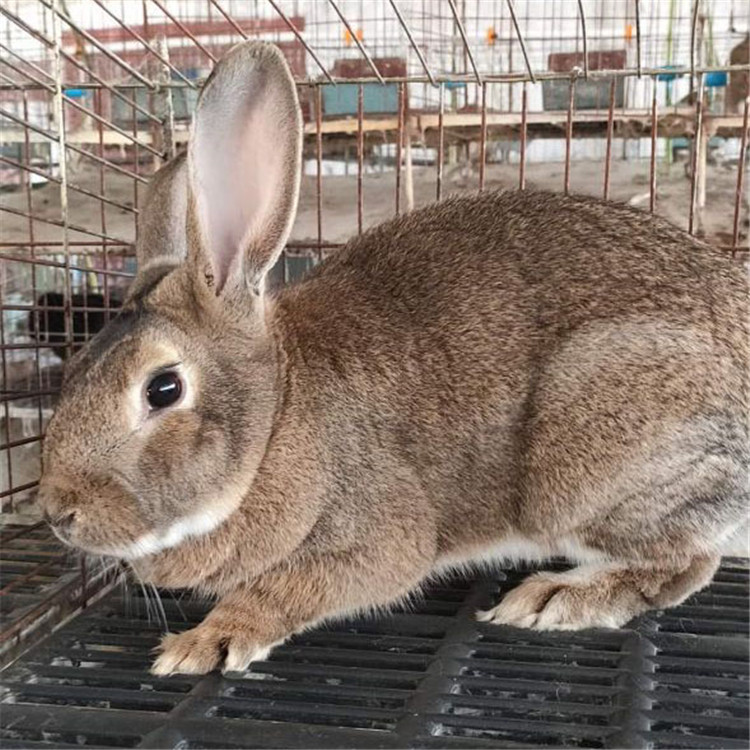 比利时兔种兔 包成活包技术繁殖兔厂家直销 活体兔子苗先养后付款
