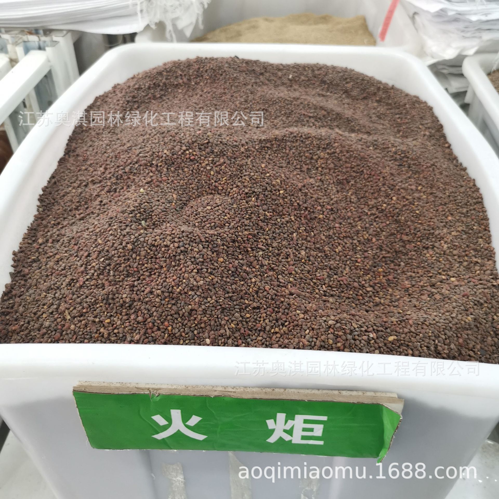 新采火炬种子 火炬漆树种子 花木种子 量大批发 发芽率高 可到付