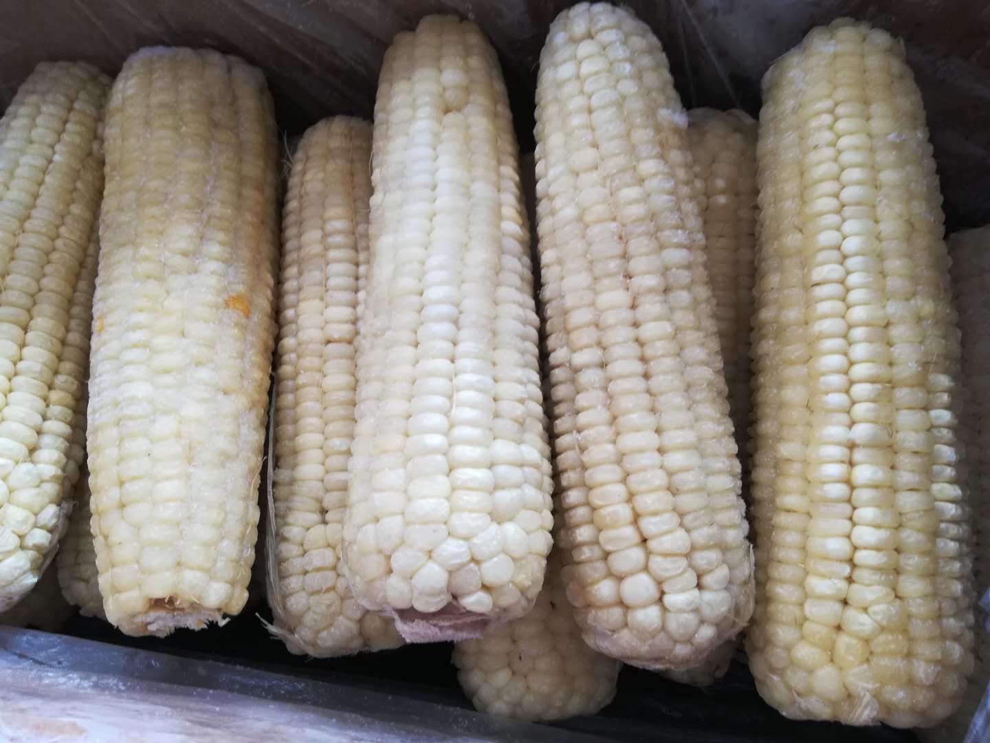 玉米棒速冻玉米甜 糯玉米40根1箱 连箱13.5公斤左右1箱-阿里巴巴