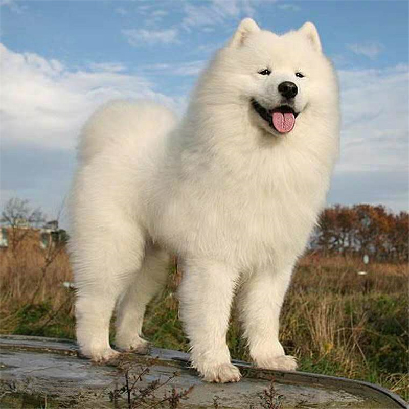 出售熊版狼版萨摩耶活体白色家养宠物狗幼崽货物大毛量养殖场直销