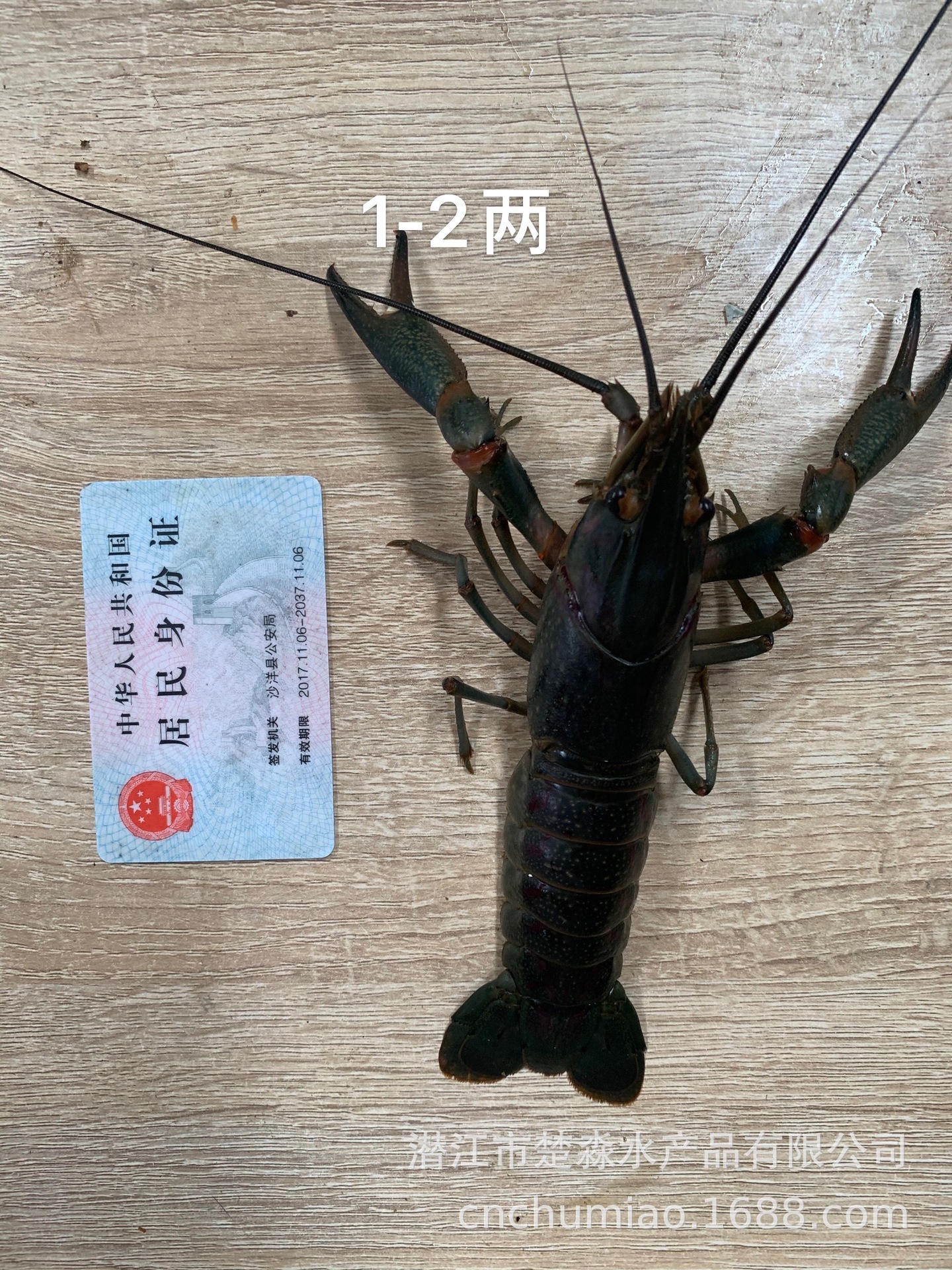 三种规格对比图:龙虾系,既可观赏,又可食用.