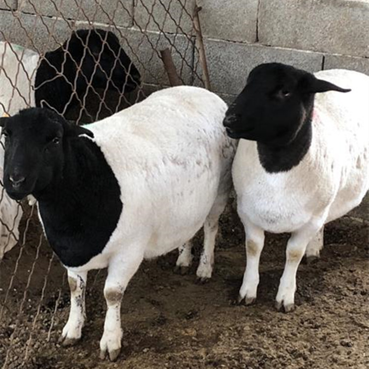 现在批发出售黑头杜泊绵羊和杜寒杂交小尾寒羊价格优惠出售