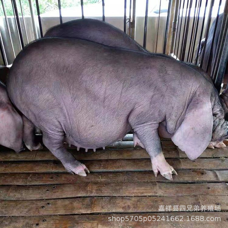高产太湖母猪批发 二花脸种猪价格 山东太湖原种场直销太湖母猪仔