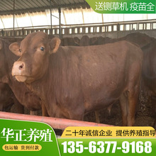 改良肉牛犊 牲畜 牛种 纯种肉牛安格斯牛价格