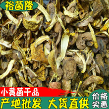 【裕菌隆】 小黄菌 黄牛肝 细脚黄 熬汤黄牛肝菌 火锅店熬汤菌