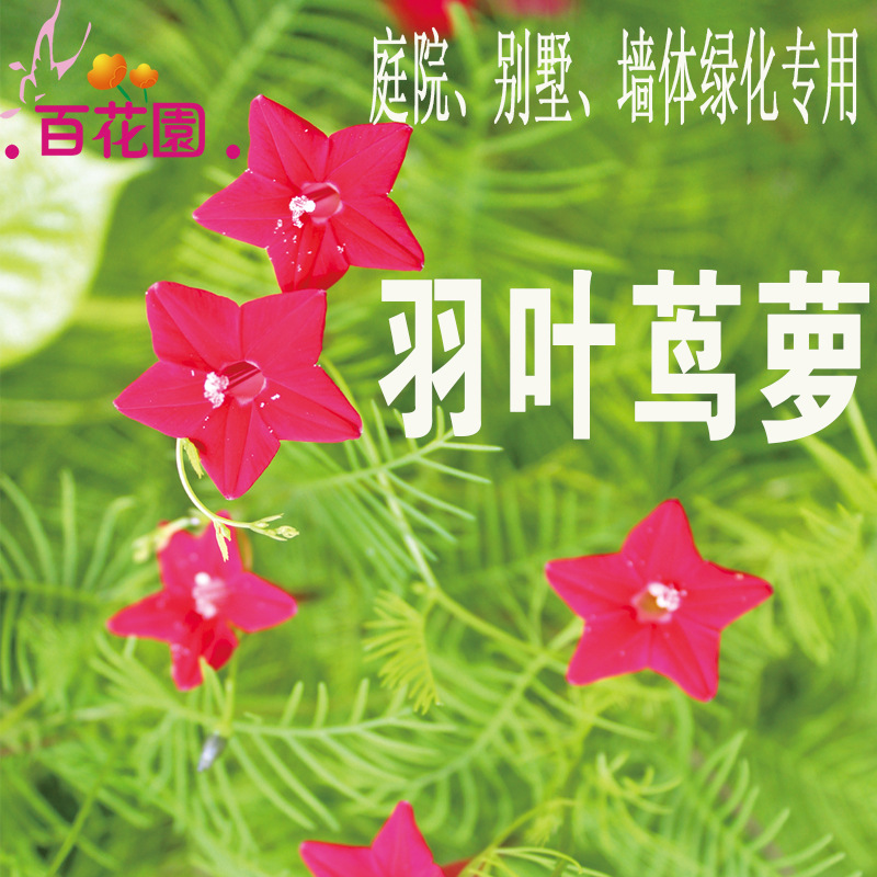 百花园羽叶茑萝种子五星花爬藤攀缘墙体绿化庭院别墅