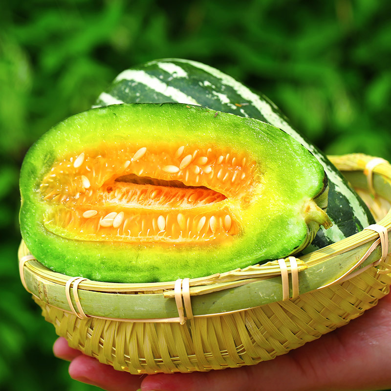 山东【博洋9号】甜瓜新鲜香瓜 甜瓜整箱新鲜当季时令水果蜜瓜