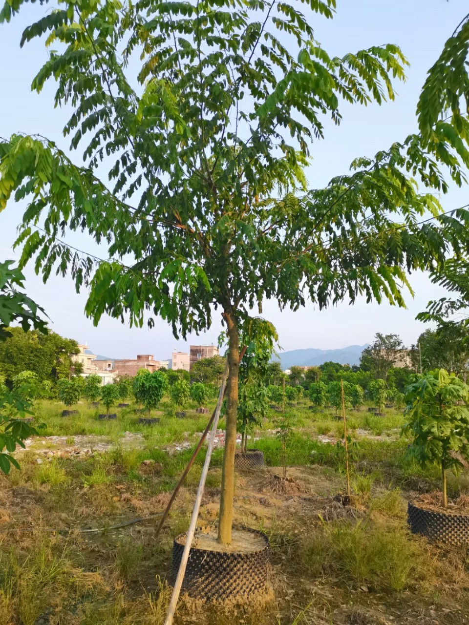209基地批发供应花旗木815cm泰国樱花容器假植苗开花乔木