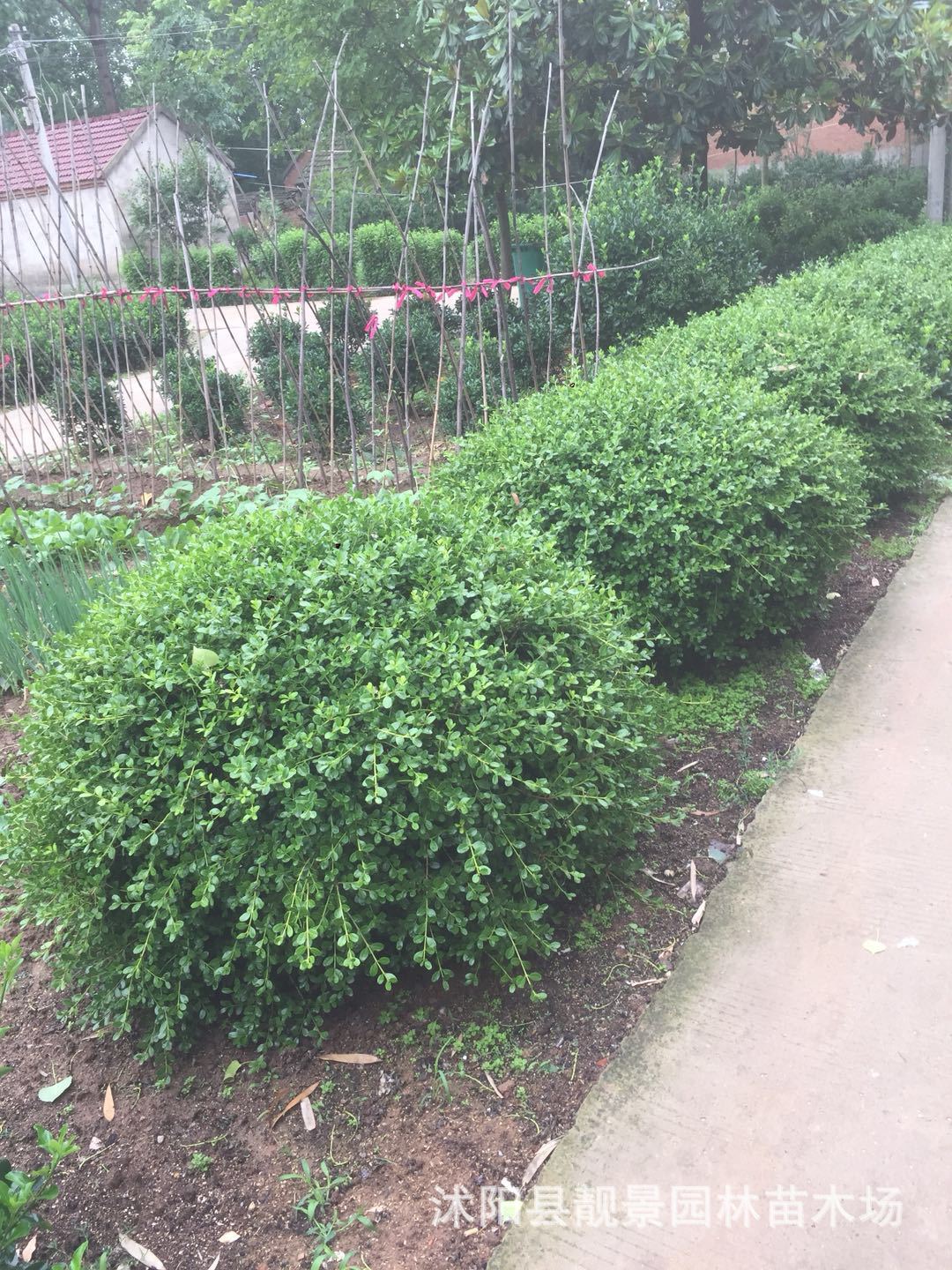 沭阳瓜子黄杨球 工程绿化植物 小叶黄杨毛球 庭院绿篱雀舌黄杨
