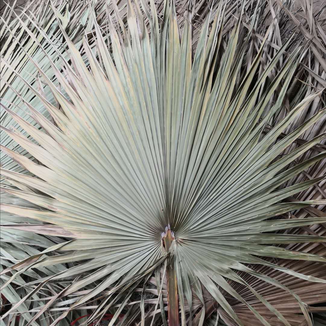 干花蒲扇叶棕榈叶婚庆造型蒲葵软装空间设计拍摄道具场景布置