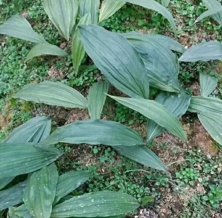 供应批发毛慈菇种苗种植基地直发,量大从优