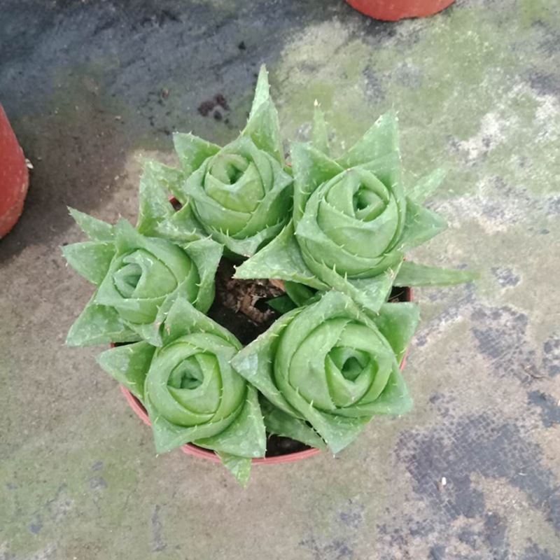 1132广州批发 绿植盆栽 盆栽花卉 多肉多浆植物 玫瑰芦荟110