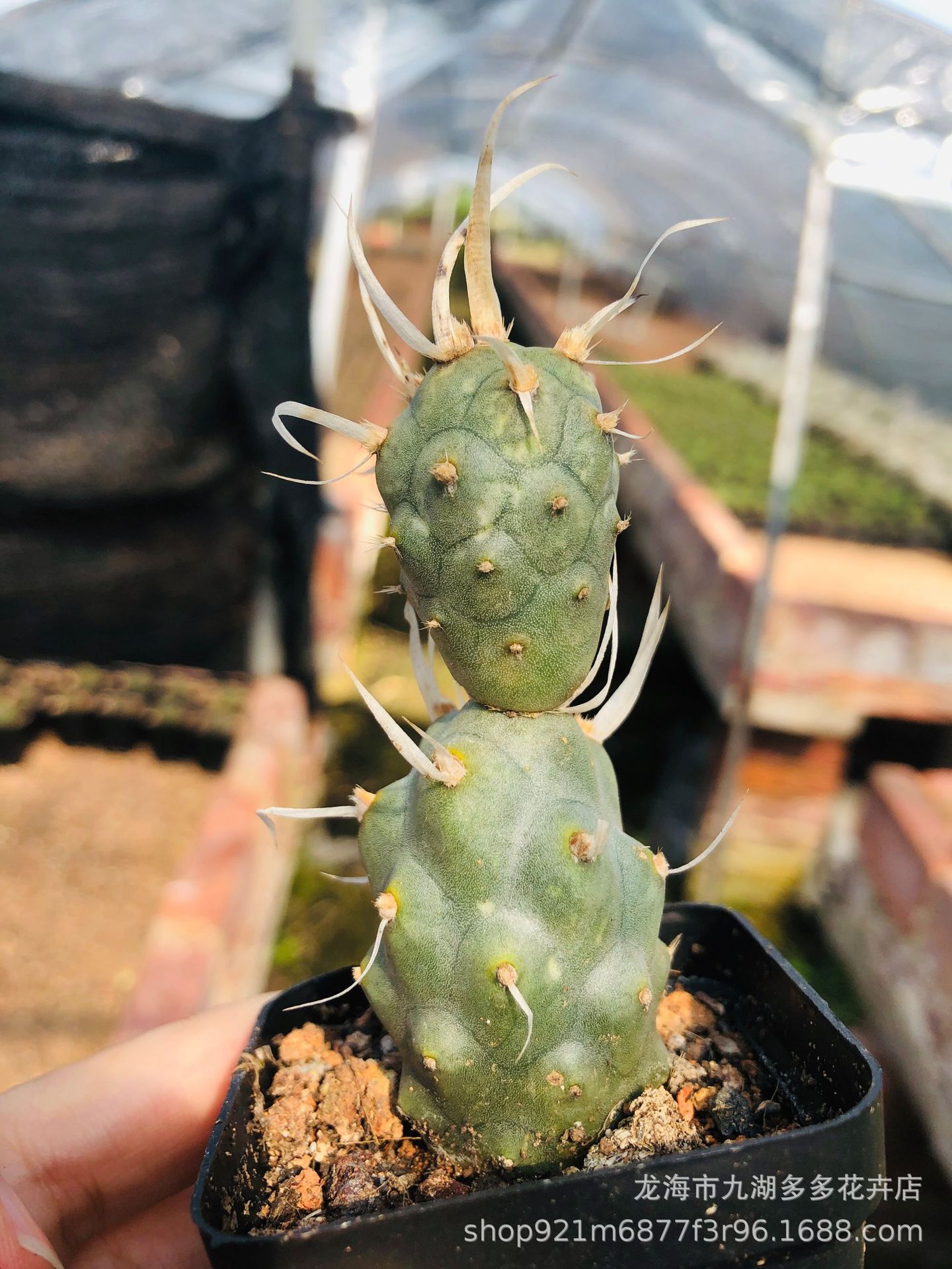 多肉绿植 武藏野团扇仙人球 自根 8-10cm高 盆栽 防幅射