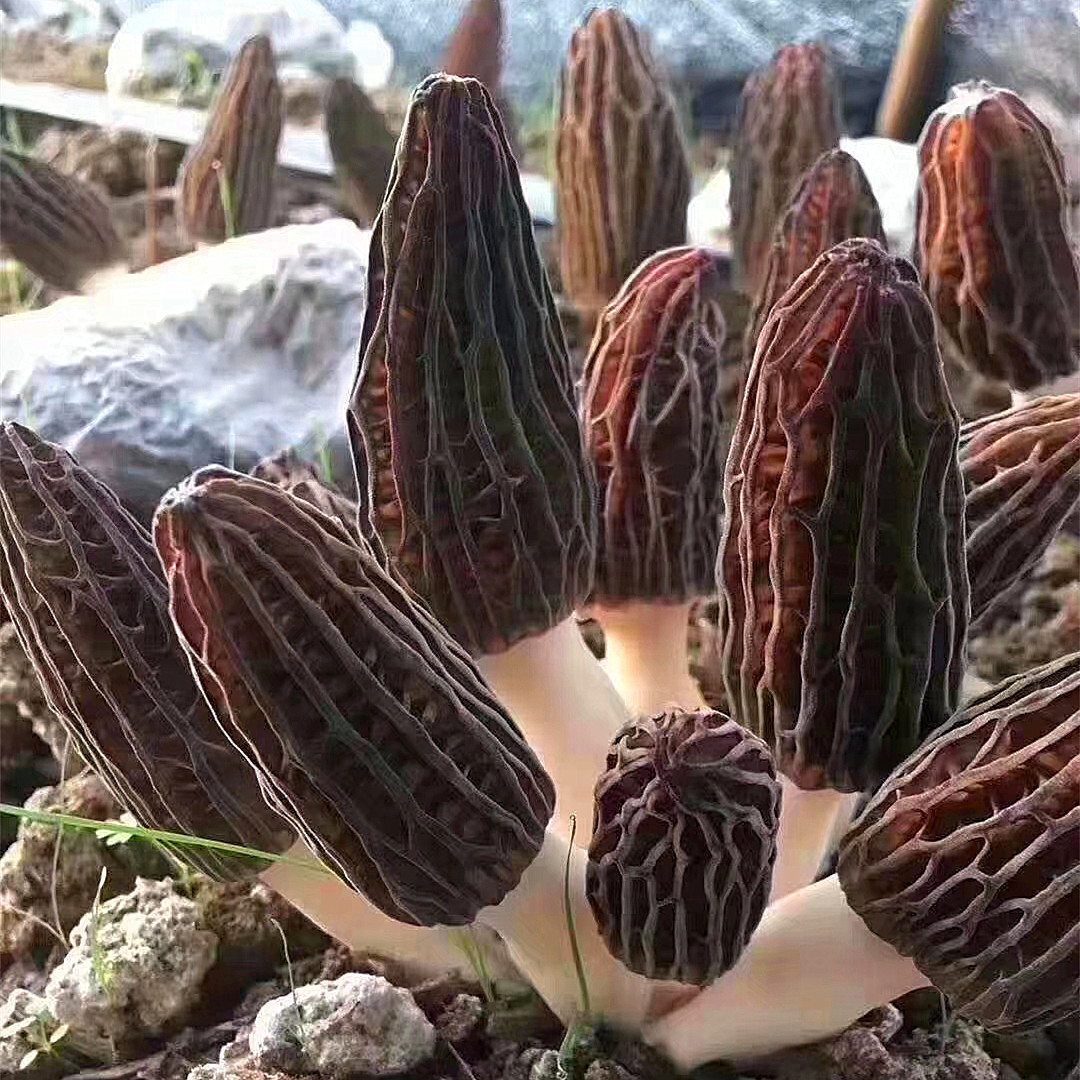 现货新鲜羊肚菌1kg顺丰包邮 云南特产农产品羊肚菌人工食用菌