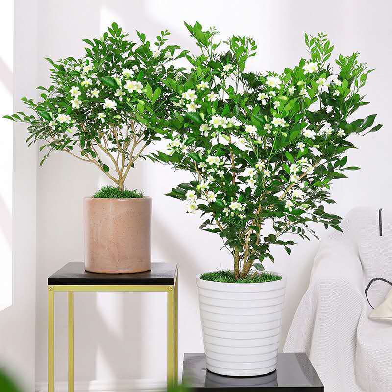 九里香盆栽浓香四季室内植物花卉带花苞七里香树苗千里眼盆景绿植