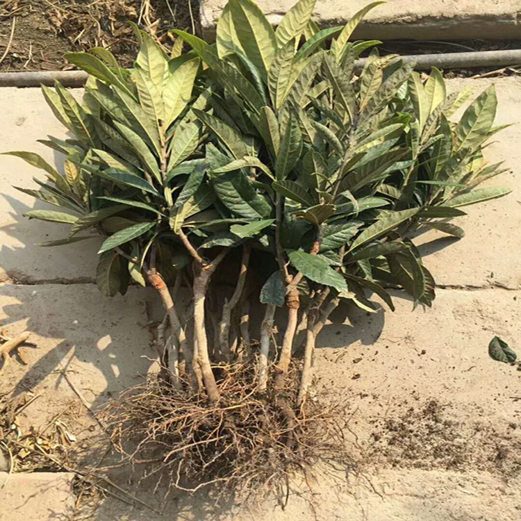 枇杷树果苗早钟把批杷树苗南方种嫁接当年结果大五星琵琶苗树