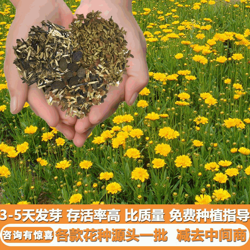 花海金鸡菊花卉种子花种籽花籽室外四季景观发芽率高品质高花型美