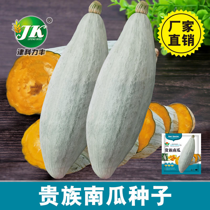 贵族南瓜种子新疆灰皮丑瓜种籽杂交金丝板栗甜粉糯春夏秋季约20粒