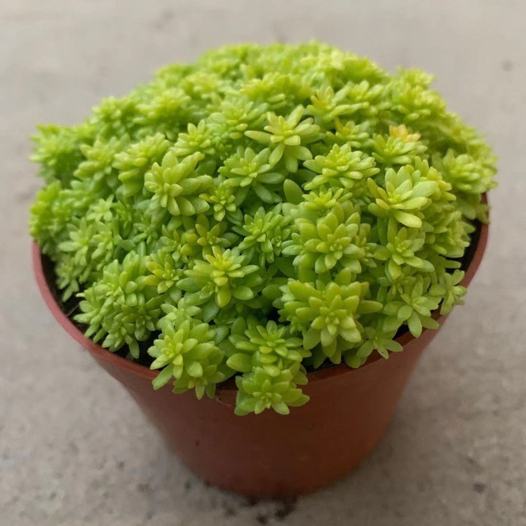 多肉植物黄金草护盆草黄金万年草 组合盆栽 新手绿植薄雪万年草