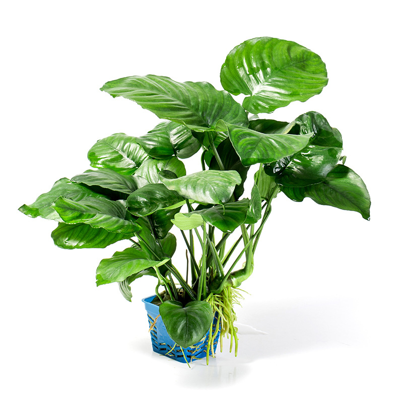 懒人水草新手鱼缸造景草双头中榕植物水榕水草水族箱沉木装饰批发