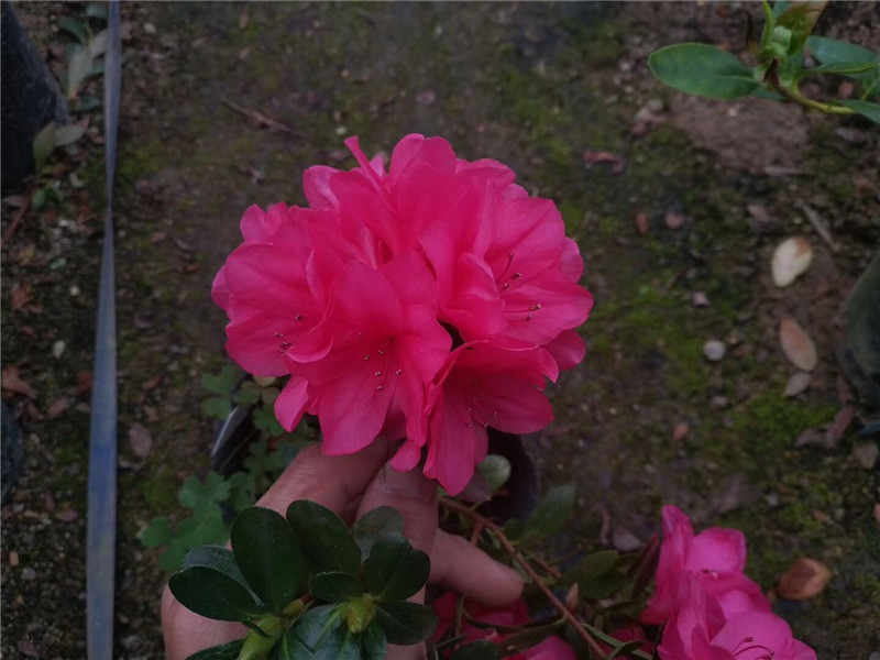 福建永福花农产地 蜡皮杜鹃花 230杯35-45公分冠幅