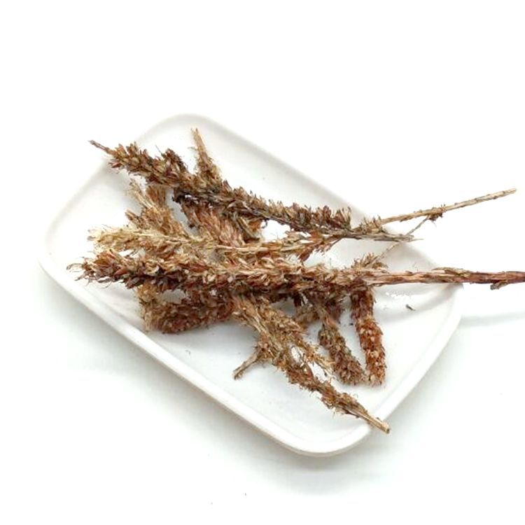 供应中药材瓦松 瓦花 向天草 酸塔