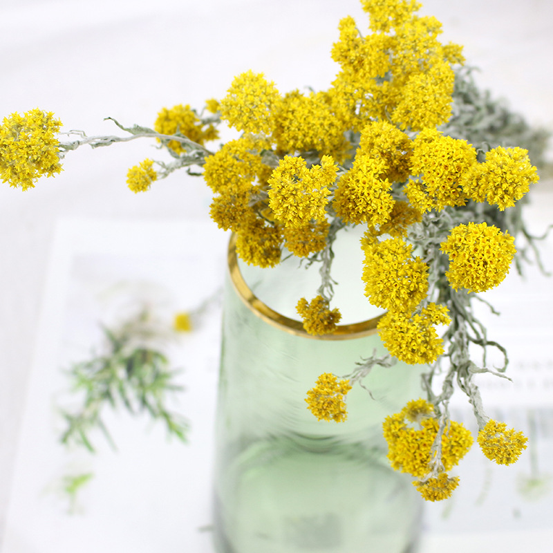 洋甘菊 金包菊干花 天然真花自然风干装饰摆设倒挂干花云基地直发