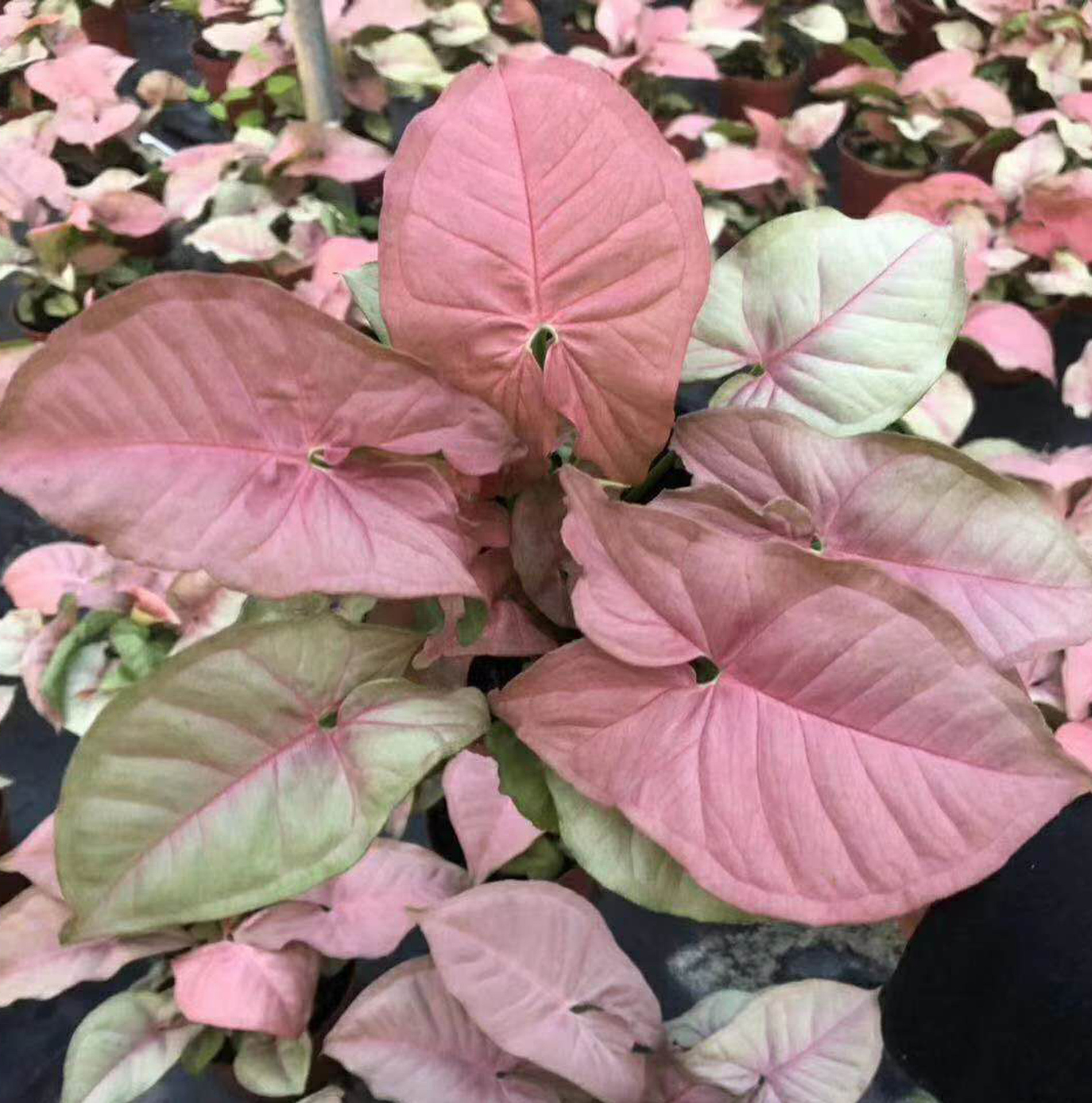 基地直供合果芋绿植盆栽植物花卉盆栽花卉110红粉佳人