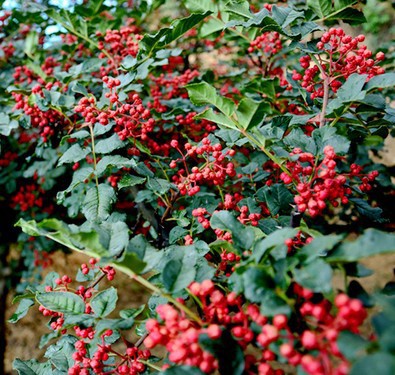 花椒苗四川汉源特麻大红袍金权无刺嫁接花椒苗四季当年结果批发