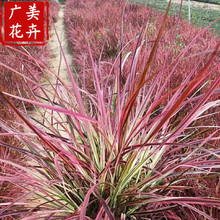 河南日本血草营养钵供应 日本血草可保持水土 耐酸碱性土壤血茅草