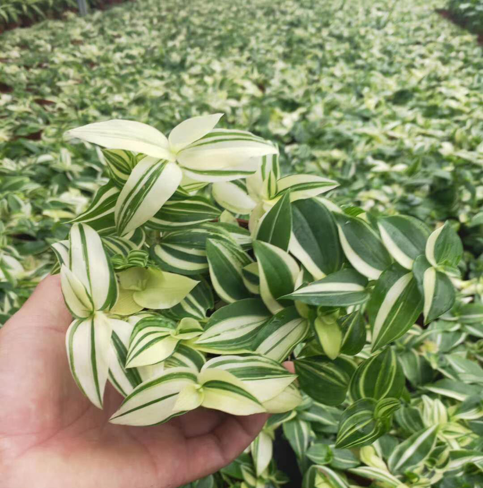 基地直供观叶植物室内桌面绿墙花卉小盆栽90花叶吊竹梅