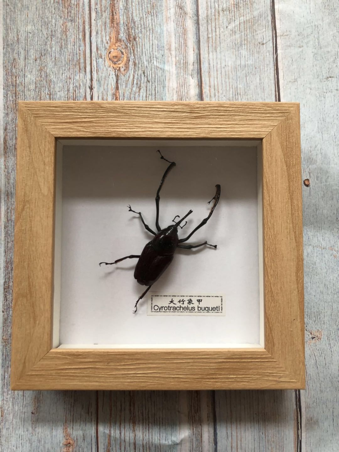 厂家供应昆虫标本工艺品家居卧室客厅昆虫画相框画礼品相框