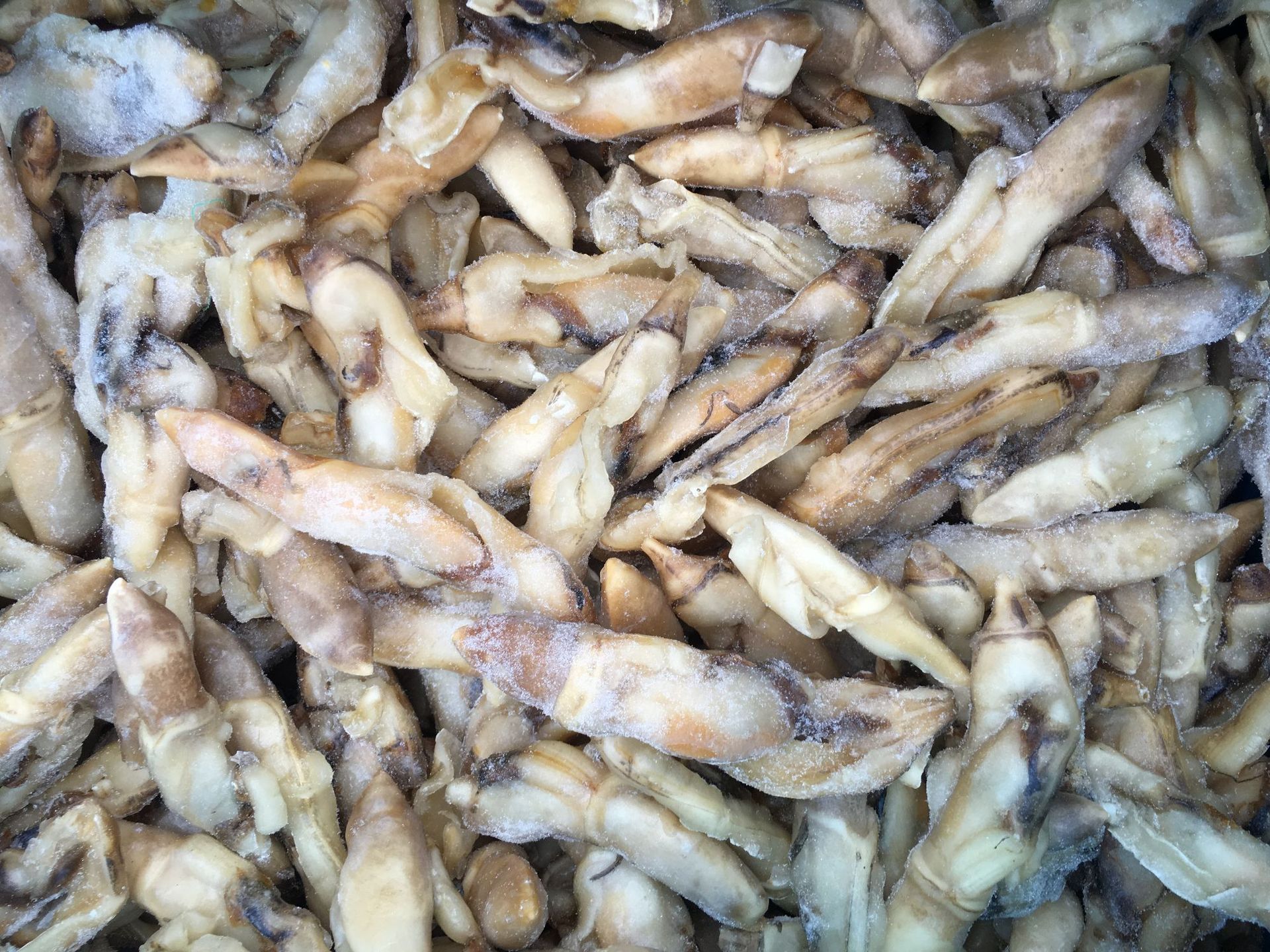 蛏子肉现剥冰鲜竹节蛏 冷冻蛏王肉 速冻竹节蛏_商城_丹东丽日食品有限