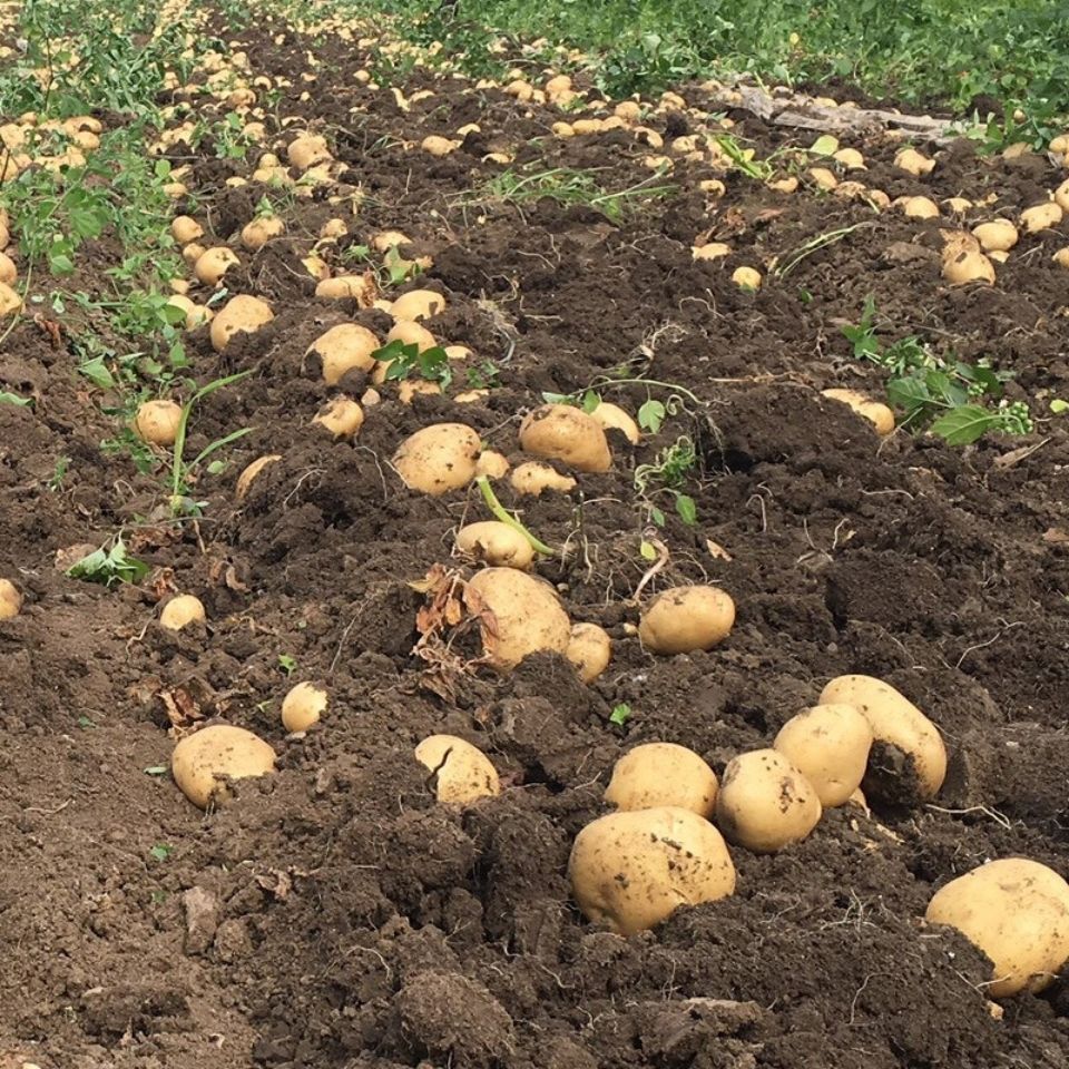 甘肃定西黄心土豆洋芋马铃薯新鲜农家现挖现发食用香甜