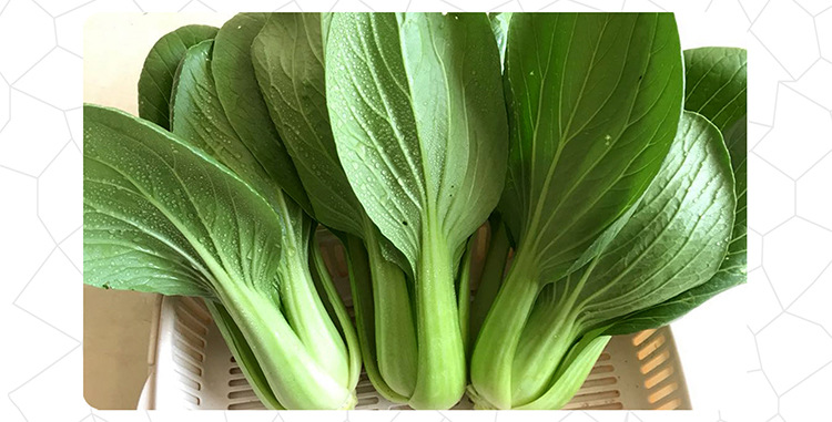 中科茂华青崧二号青梗菜种子油菜绿叶绿柄无纤维家庭园艺阳台盆栽