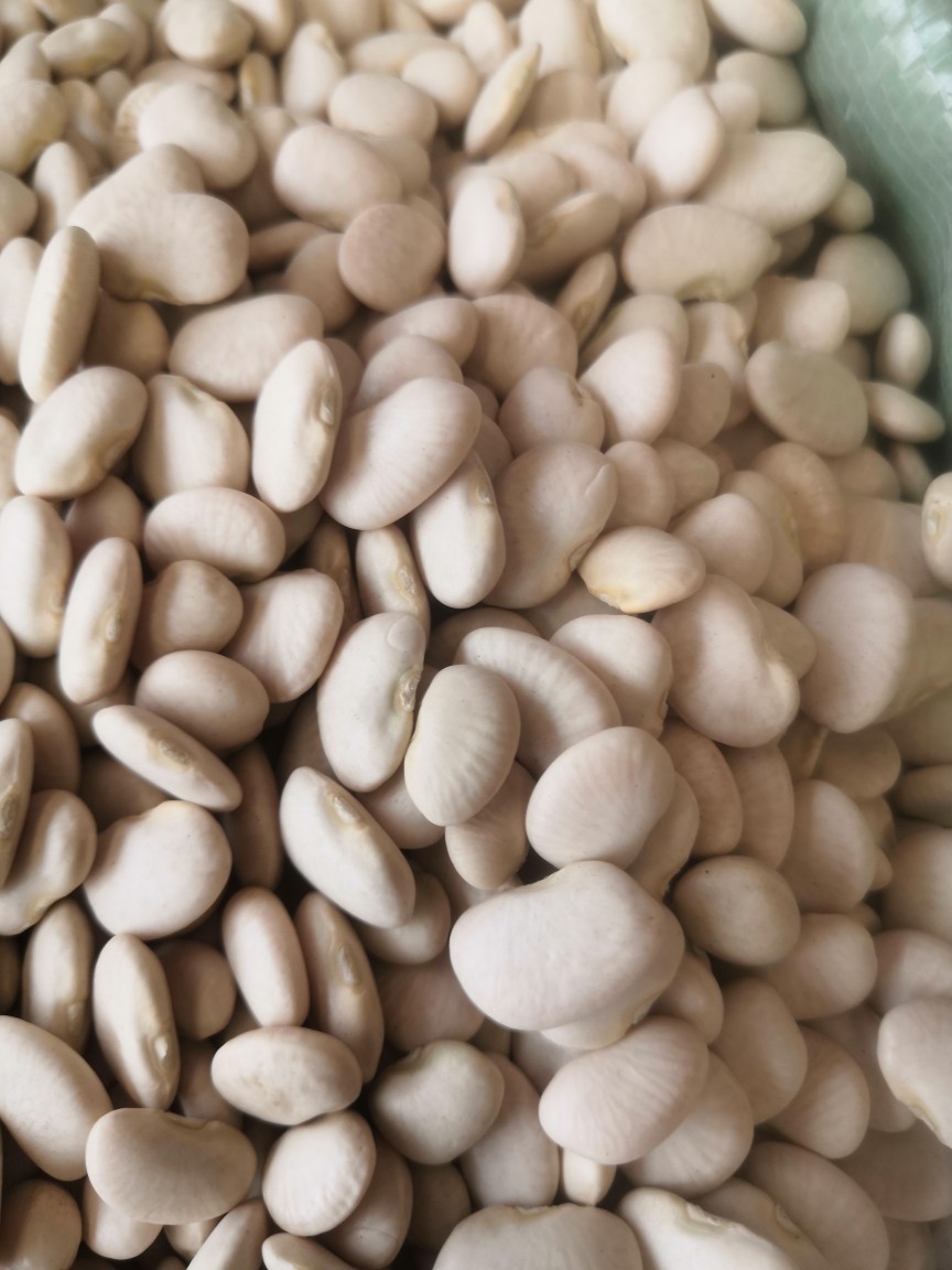 白凤豆白刀豆大白豆新货流沙馅料豆沙馅原料杂粮25kg