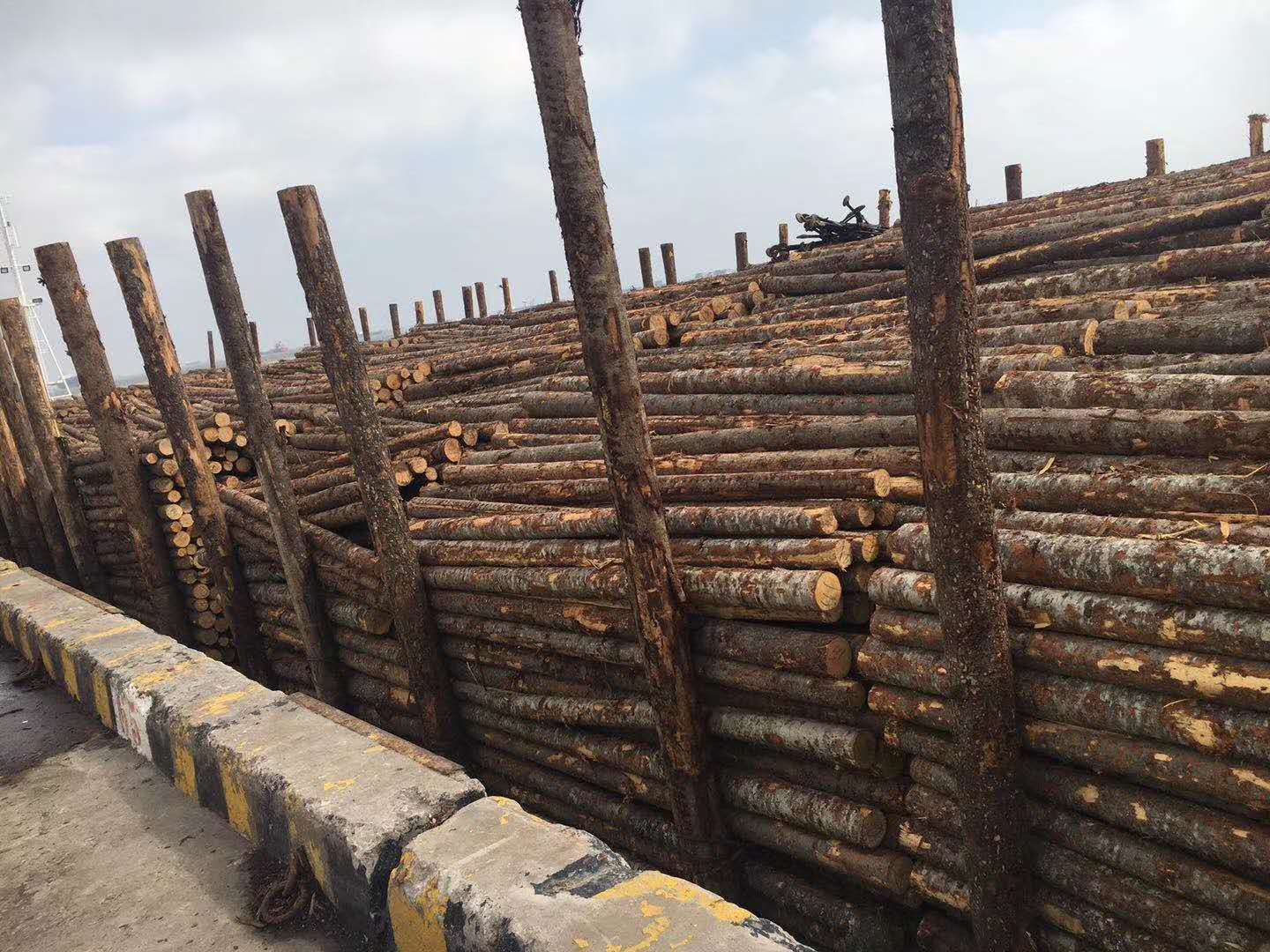 优质白松原木 工地河道打桩原木 松木桩 原木桩 防洪木桩批发