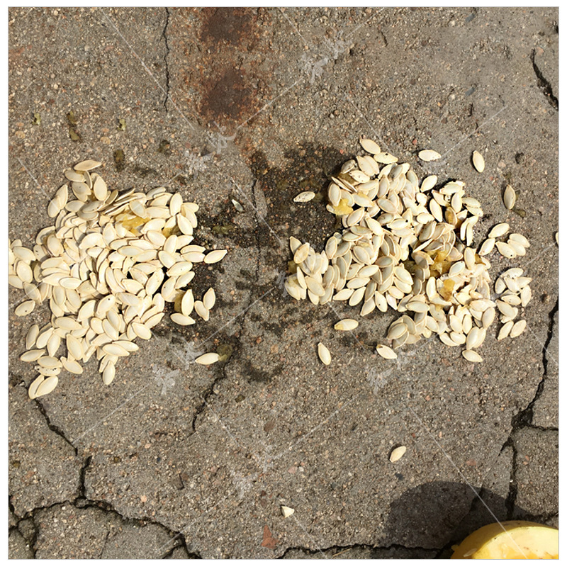 供应打瓜种子 奔富708 多籽葫芦南瓜种籽 产籽多 杂交种 籽粒饱满