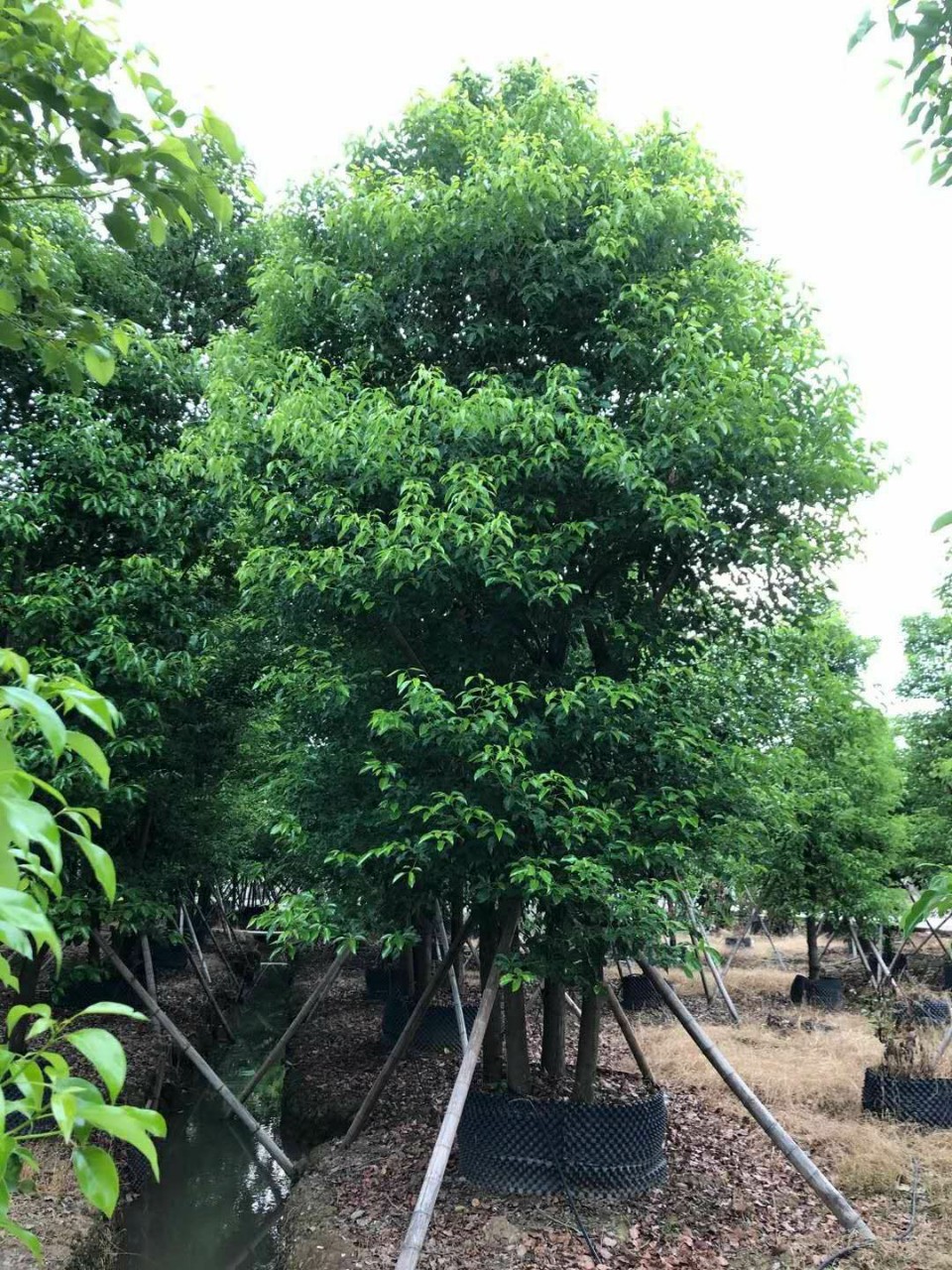 批发 多杆丛生香樟 大树20-40cm 特选樟树