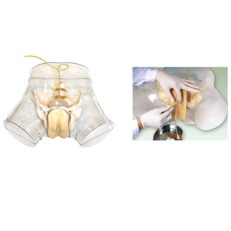 高级透明女性导尿训练模型医学护理培训导尿模型护理实习模具模型