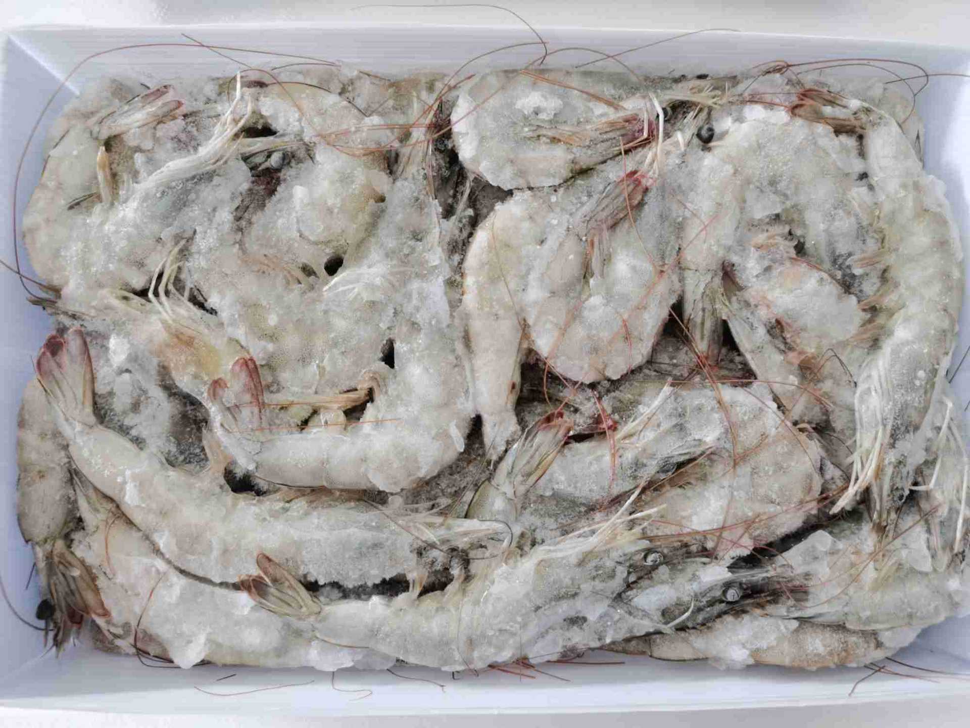 批发批发冷冻厄瓜多尔南美白对虾50-60盐冻4斤生鲜食品酒店食材